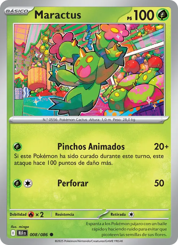 Maractus