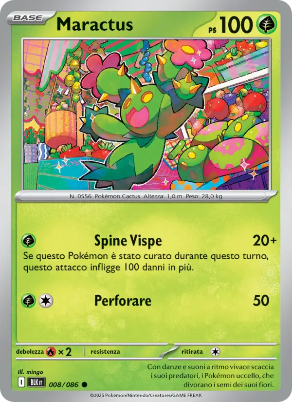 Maractus